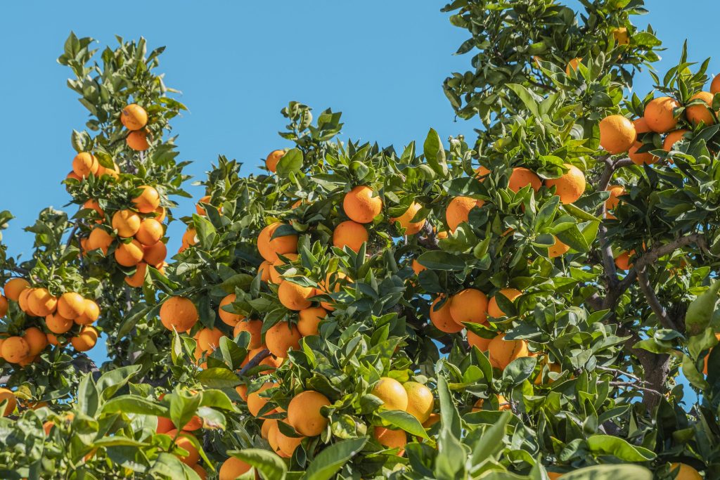 Jabon potasico y Jabon fosforico nutricion para los cultivos